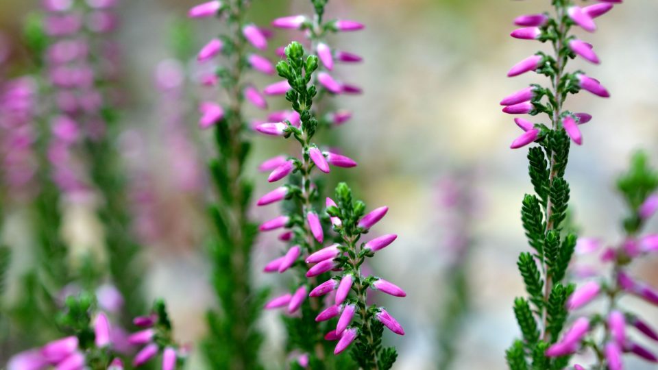 Květy jako štíhlé, krátké, barevné jehličky má vřes