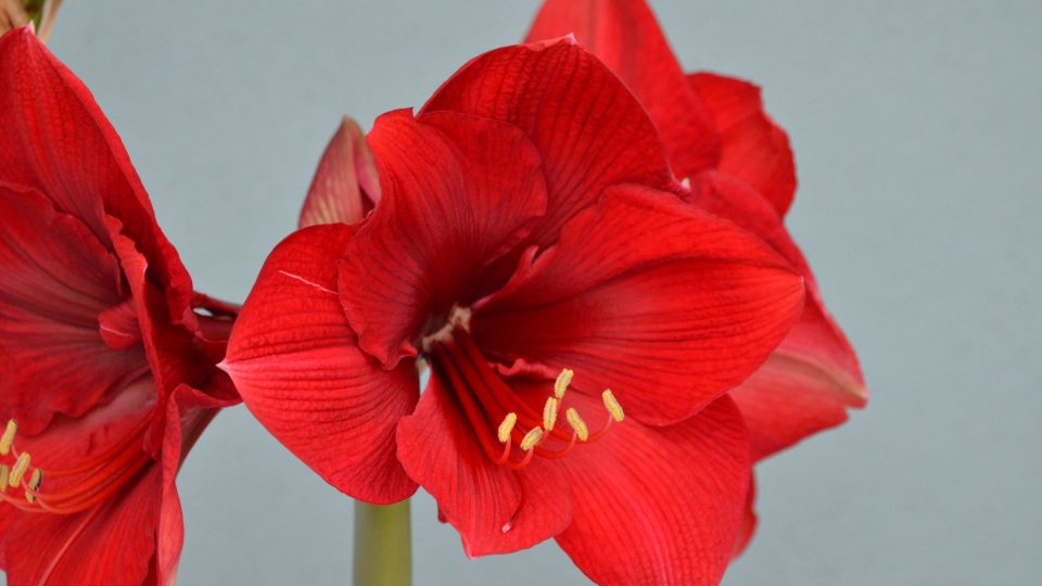 Hvězdník (Hippeastrum)