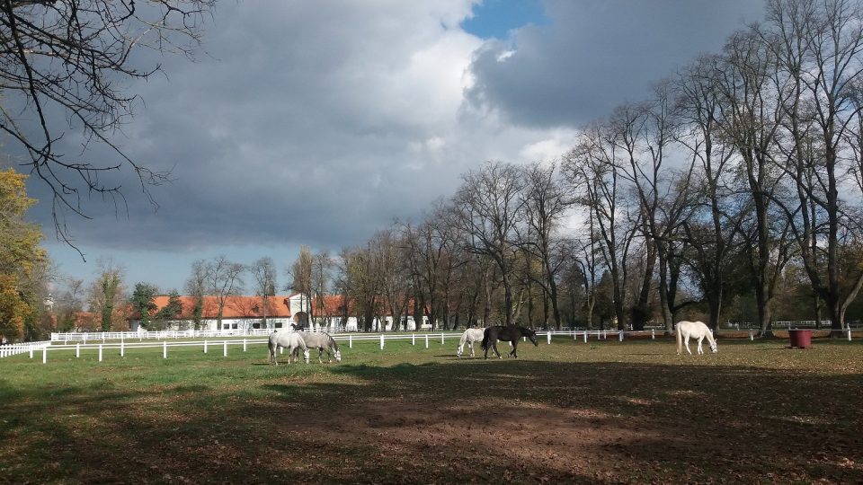 Národní hřebčín Kladruby nad Labem