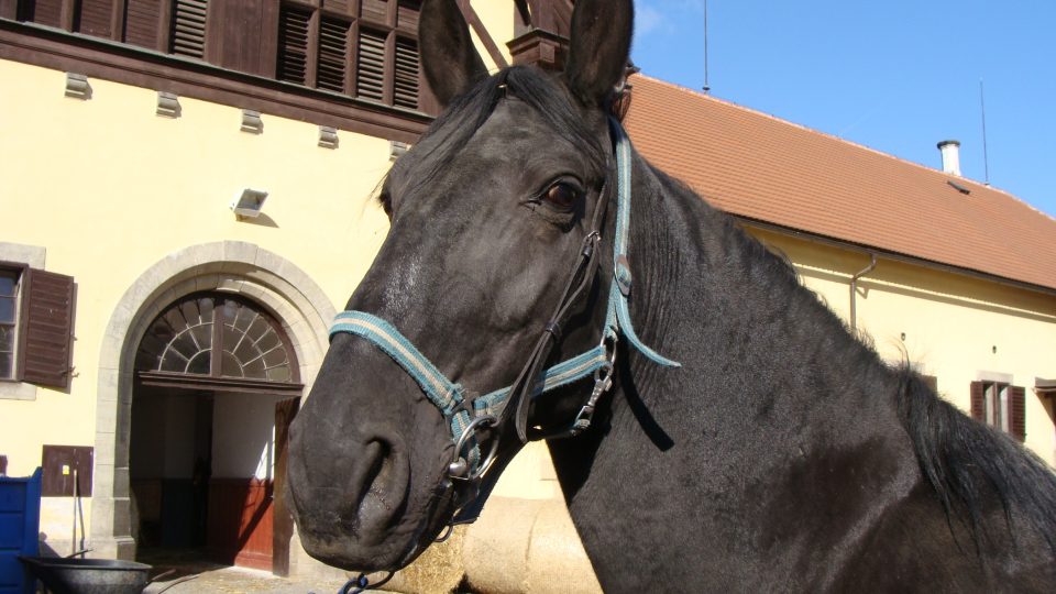 Starokladrubský vraník na nádvoří historických budov slatiňanského hřebčína