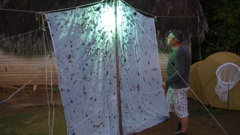 Pro odchyt nočních motýlů se mezi stromy natáhne bílé plátno, před kterým se rozsvítí silné světlo