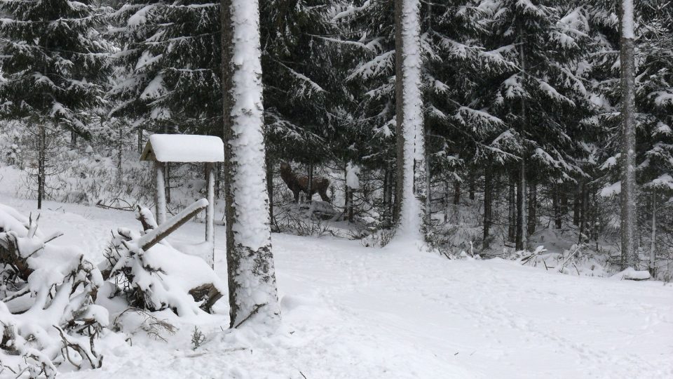 V jelením výběhu je jedenáct kusů vysoké zvěře