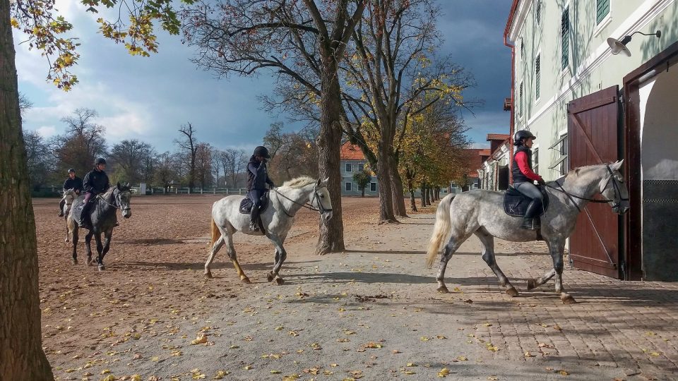 Národní hřebčín Kladruby nad Labem