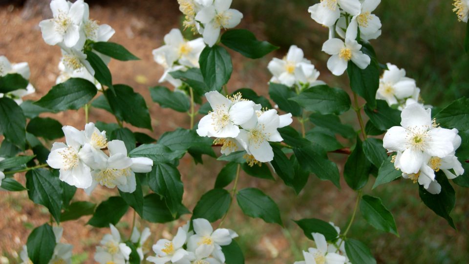 Keře snadno množitelné řízky - Philadelphus, pustoryl 