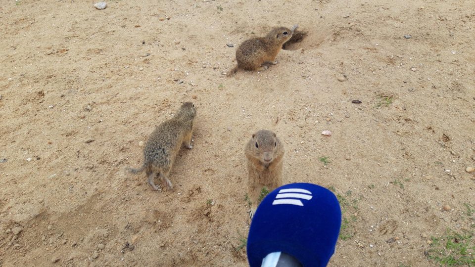 Syslí rodinky  na Radouči se lidí nebojí. Vesele před nimi panáčkují a doufají, že dostanou něco dobrého - foto Bára Kvapilová.jpg