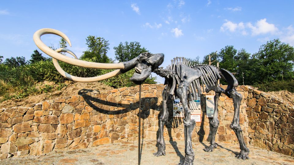 Tato kostra je velmi oblíbená především mezi dětmi. Je to mamut srstnatý.JPG