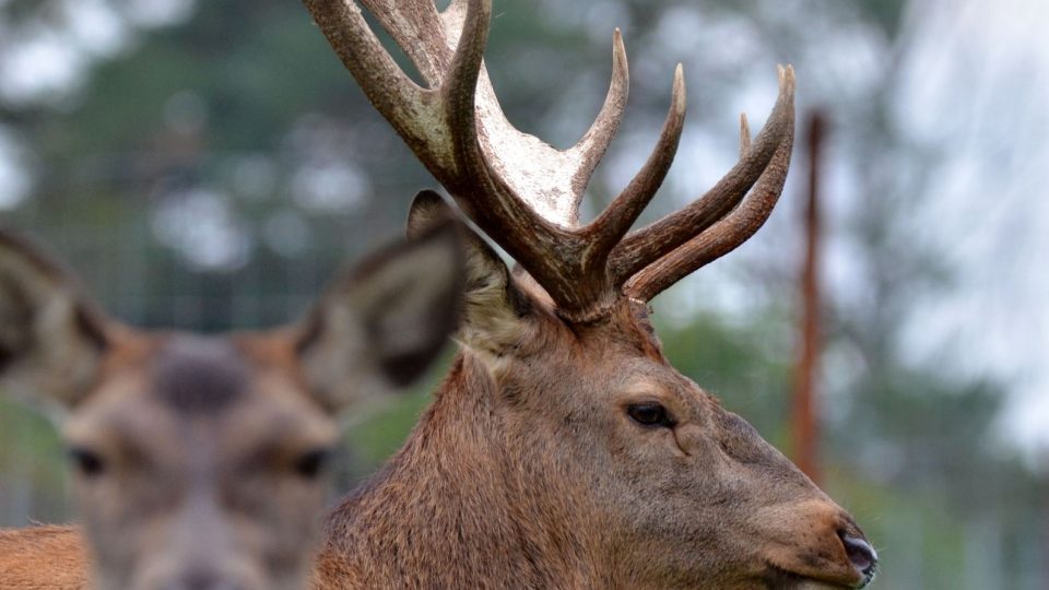 Majestátní nebo sošný, rozhodněte sami