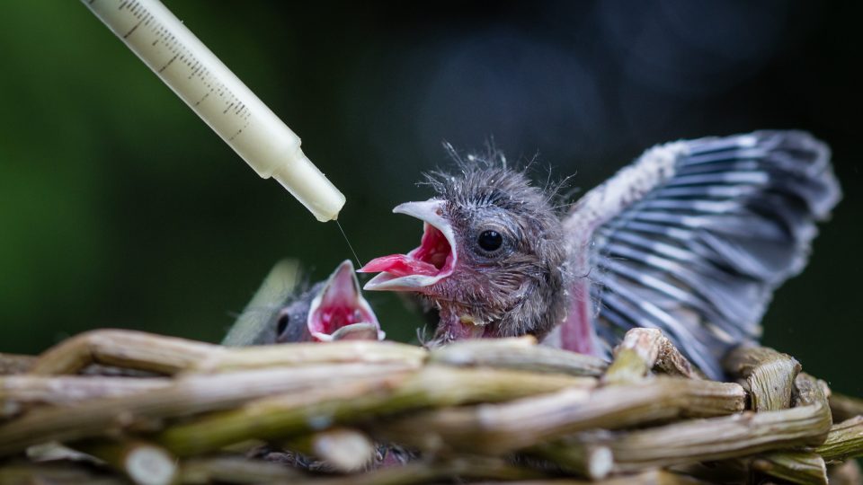 Ptáci s nevyvinutými letkami nedokáží popoletět, ani se udržet v teple