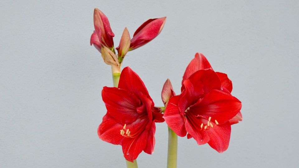 Rozkvétající hvězdník (Hippeastrum)