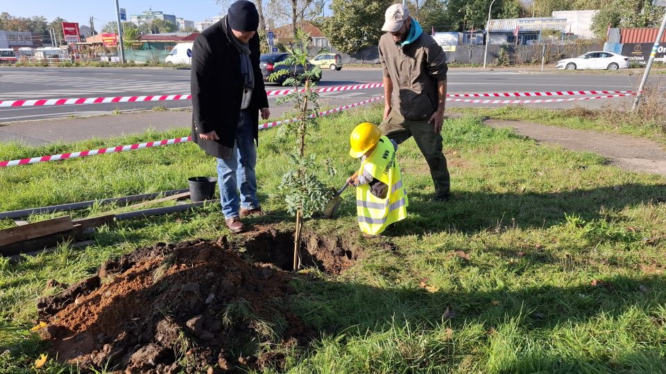 Vysazení stromu jeřáb oskeruše u Ďáblického háje pomáhaly děti z MŠ Jeřabinka