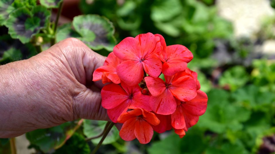 Pelargonie aneb krása muškátů