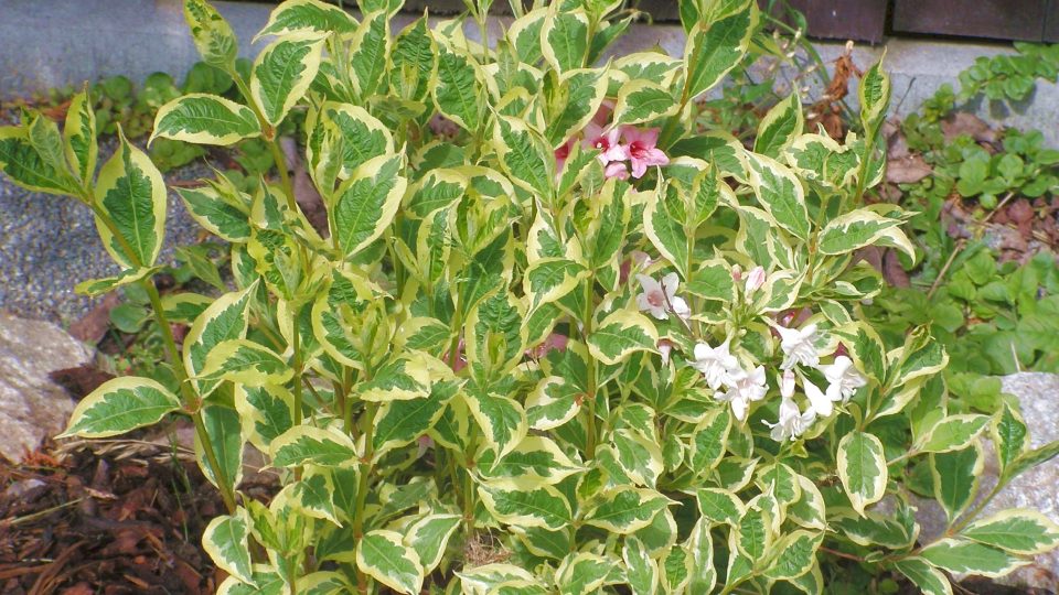 Keře snadno množitelné řízky - Weigela hybr. Nana Variegata, vajgélie