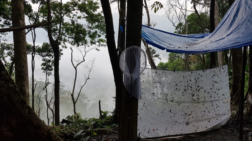 Odchyt lišajů v indickém Mizoramu