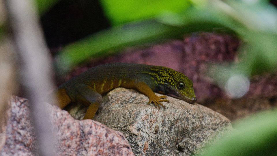 Sedm z deseti terárií ještěrů obývají gekoni z tropických oblastí celého světa od Madagaskaru po Vietnam