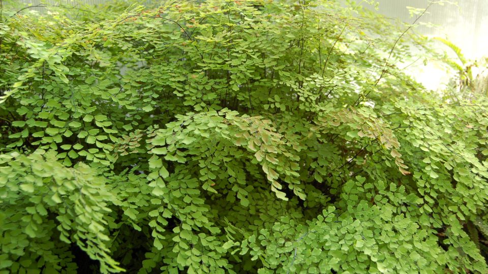 Netík (Adiantum)