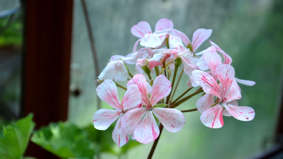 Pelargonie aneb krása muškátů