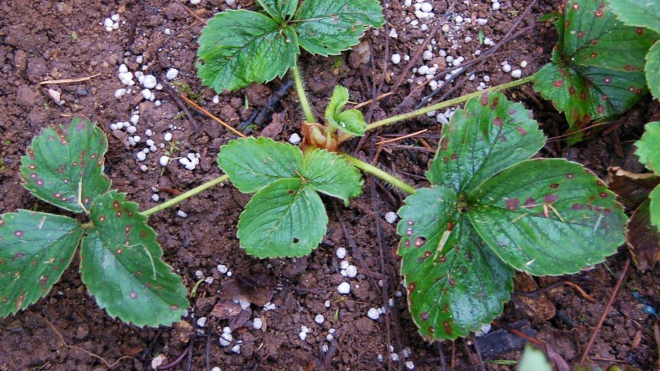 Jahody a trvalky hnojíme kroužkováním okolo rostliny 