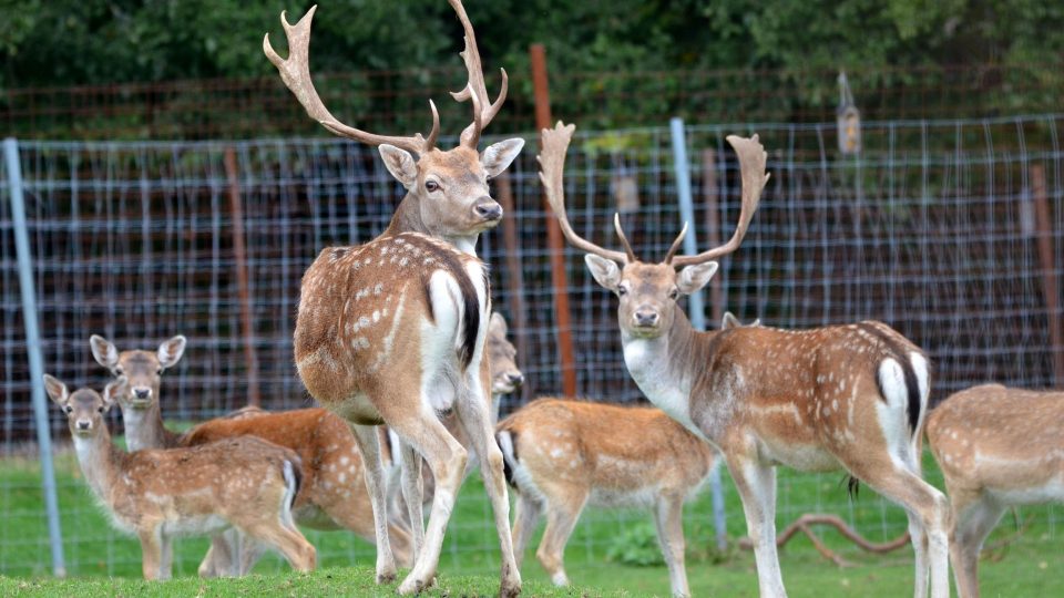 Vysoká zvěř se může rozhodnout, zda bude trávit čas na louce nebo v lese