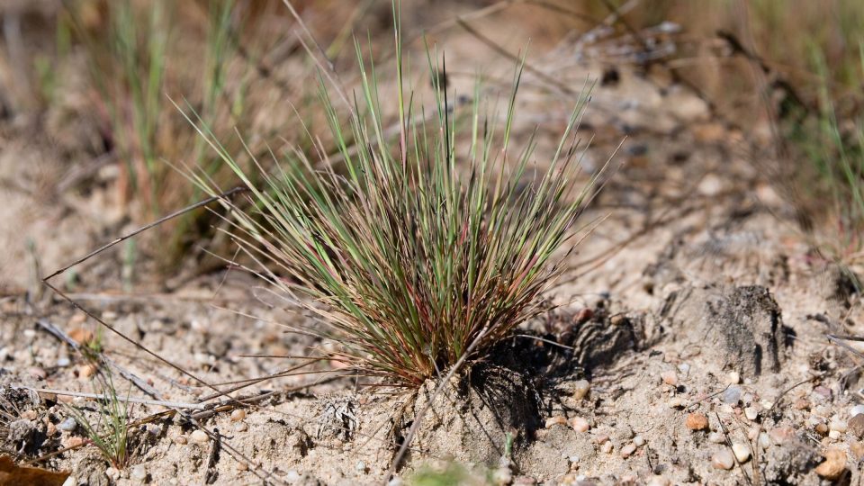 Paličkovec šedavý je tzv. pionýrskou vegetací. Vyžaduje plné oslunění, půdu chudou na humus i vláhu a odolává zavátí pískem | foto: Zdeněk Truhlář, Český rozhlas Paličkovec šedavý je tzv. pionýrskou vegetací. Vyžaduje plné oslunění, půdu chudou na humus i vláhu a odolává zavátí pískem
