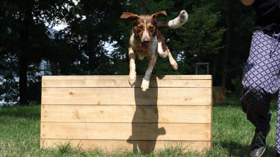 Hodí se pro majitele se sportovním či akčním založením