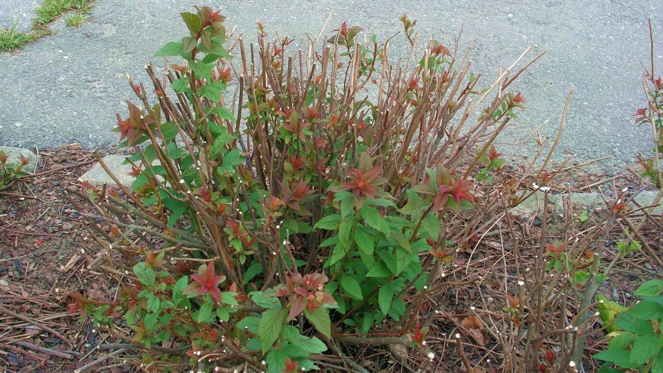 Tavolník (zde Spiraea bumalda) i po tvrdém řezu v létě bez problémů pokvete