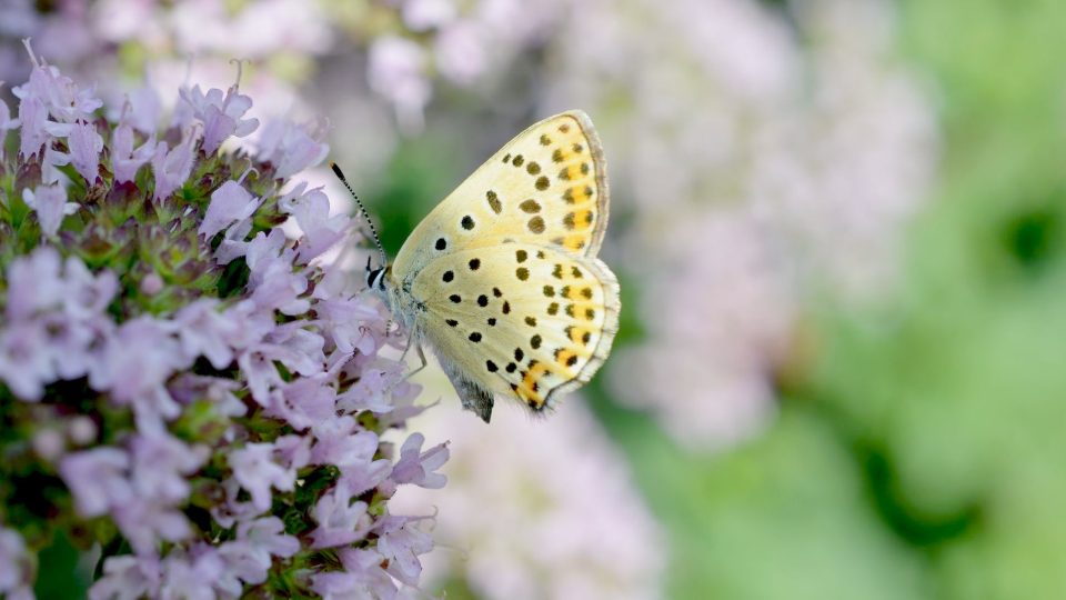 Bylinky, třeba dobromysl, sušíme na 35 až 40 stupňů Celsia