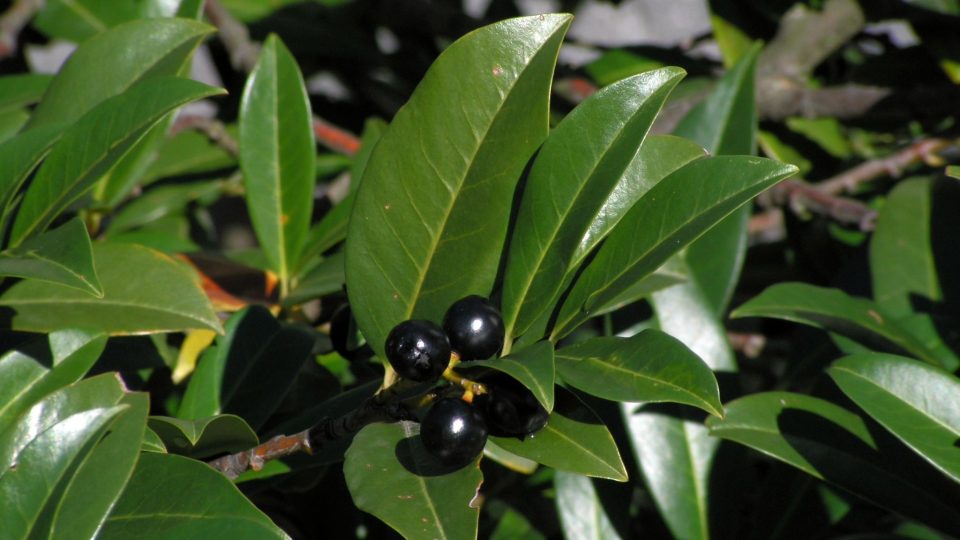 Laurocerasus officinalis, bobkovišeň lékařská 