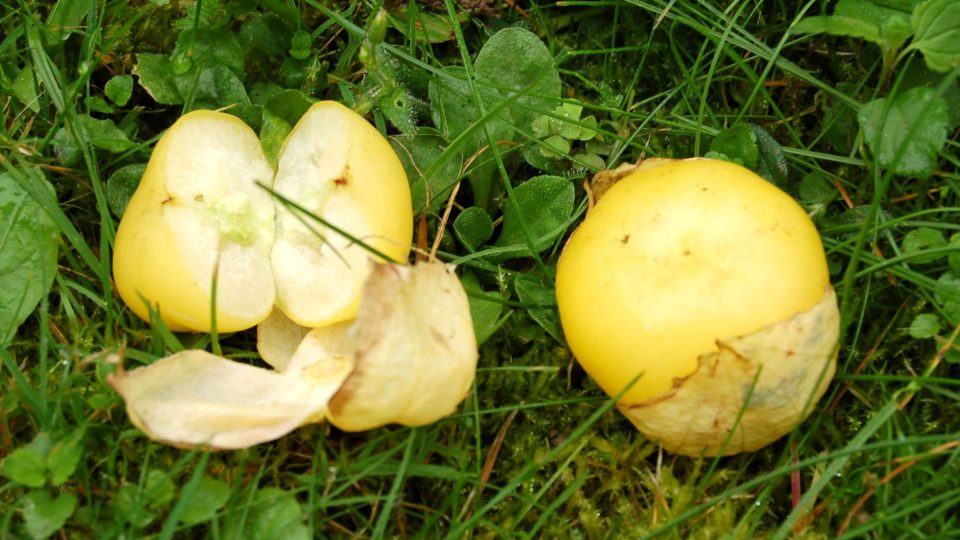 Tomatillo je bohaté na pektin