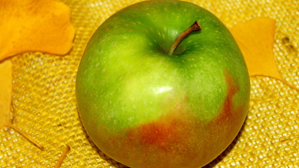 Granny Smith potřebuje k dozrávání opravdu hodně tepla