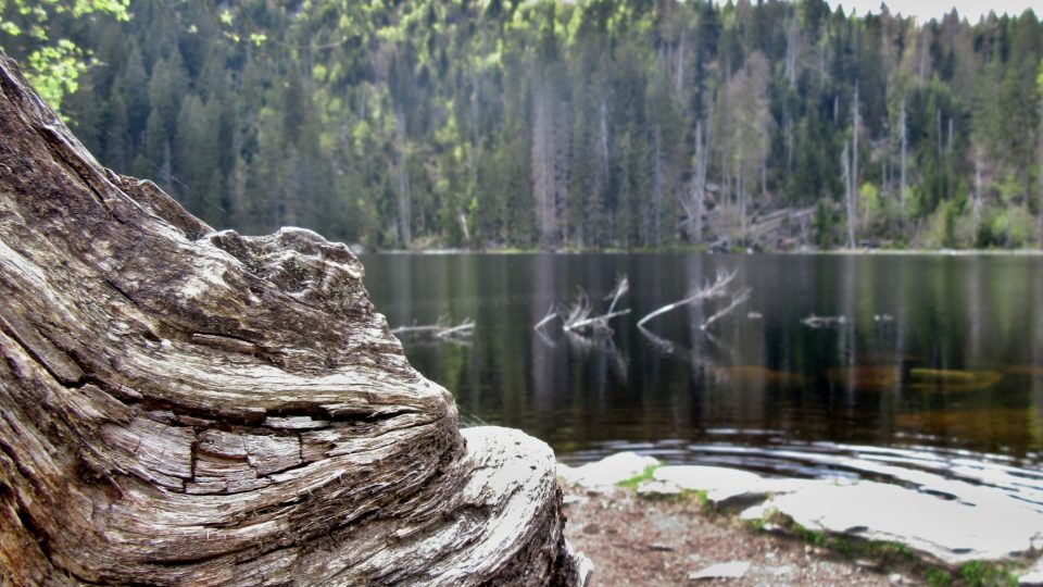 Prášilské jezero je jedním z osmi ledovcových jezer Šumavy