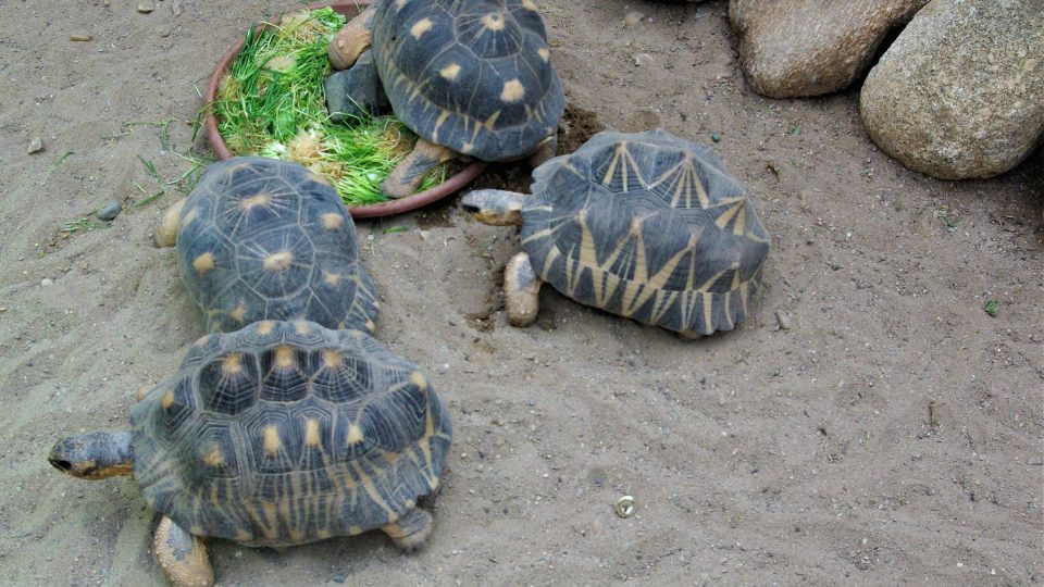 Želvy paprsčité v tzv. Suché části Ptačího světa