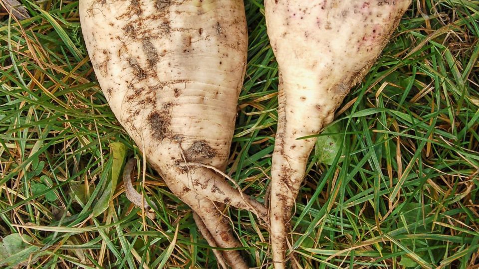 Řepa cukrovka, pěstovaná na zahradě | foto: Ivan Dvořák Řepa cukrovka, pěstovaná na zahradě