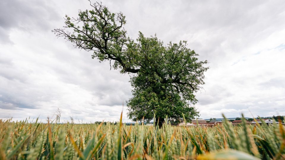 Mrákotínská hrušeň stojí osamoceně v poli