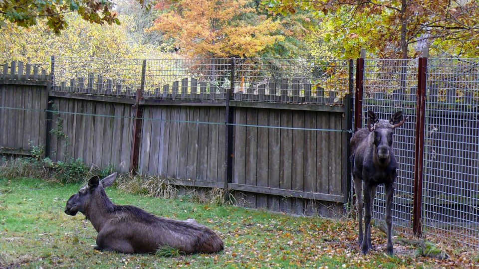 Los evropský v Zoologické zahradě v Hluboké nad Vltavou