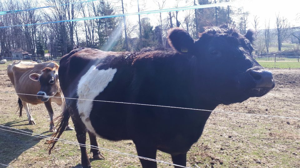 Pastýřova stezka zavede návštěvníky i ke kravám. Obě právě čekají telátka.jpg