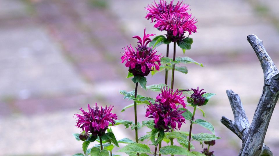 Zavinutka (Monarda) příjemně voní, dlouho kvete a láká včely