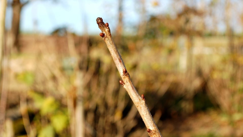 Roub z třešně, jednoletý, bez květních pupenů