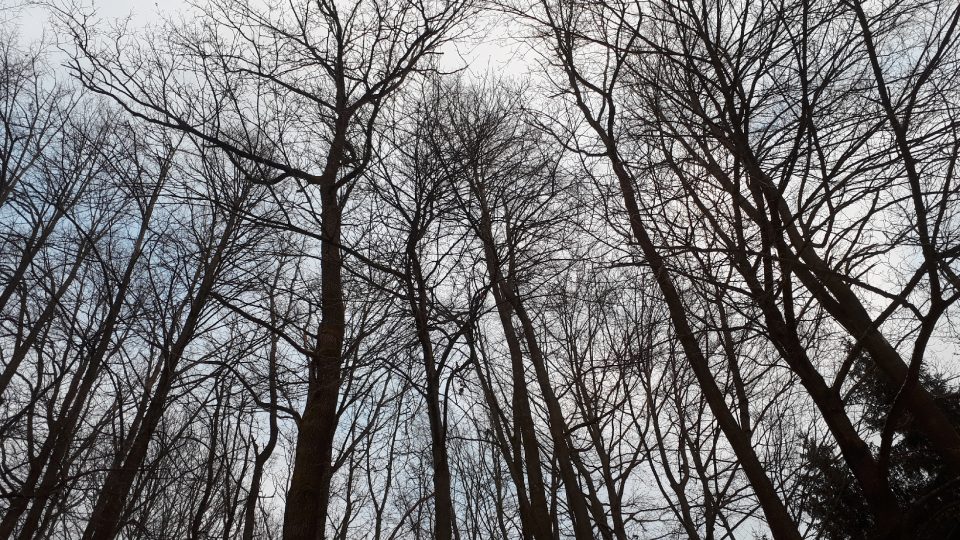 Přes holé větve olší proniká světlo do vlhkého podloží | foto: Markéta Vejvodová, Český rozhlas Přes holé větve olší proniká světlo do vlhkého podloží