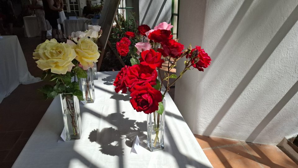 Výstava růží v Oranžerii | foto: Markéta Vejvodová, Český rozhlas Výstava růží v Oranžerii