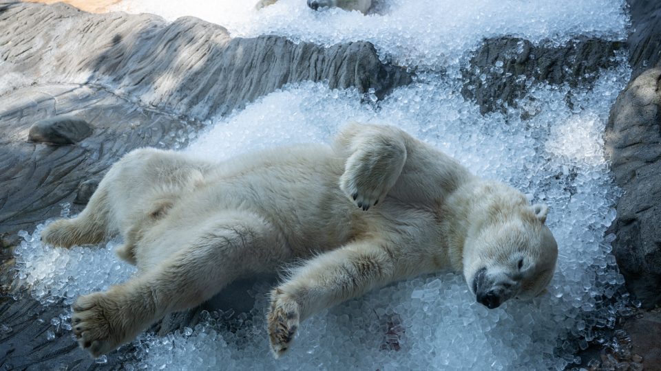 Po chvilce váhání je jasné, že proč se tento dravec jmenuje lední medvěd