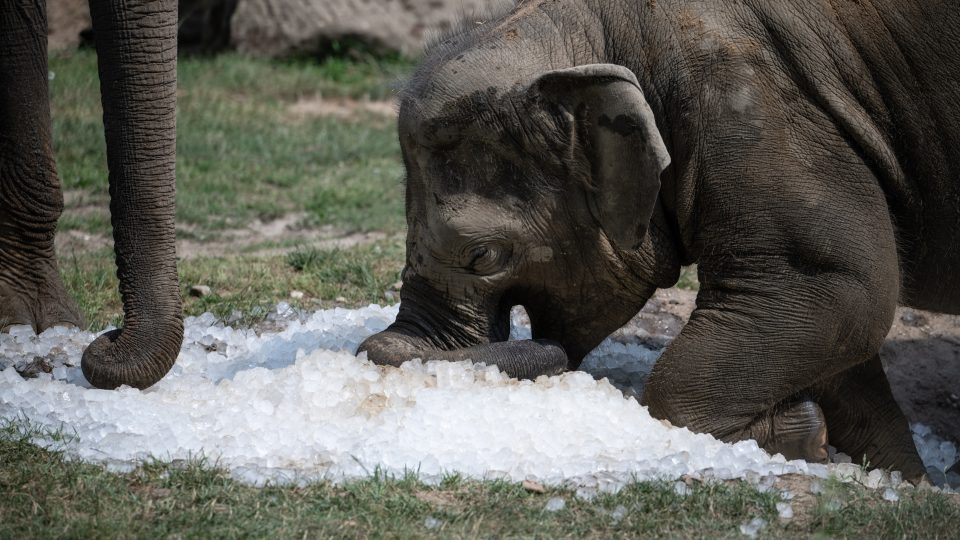 Mladý slon se vrhá do ledových kostek