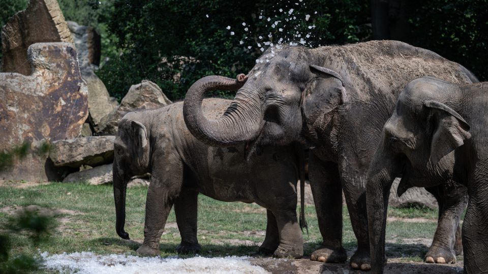 Pražská zoo v těchto horkých dnech připravila pro některá zvířata ledové ochlazení