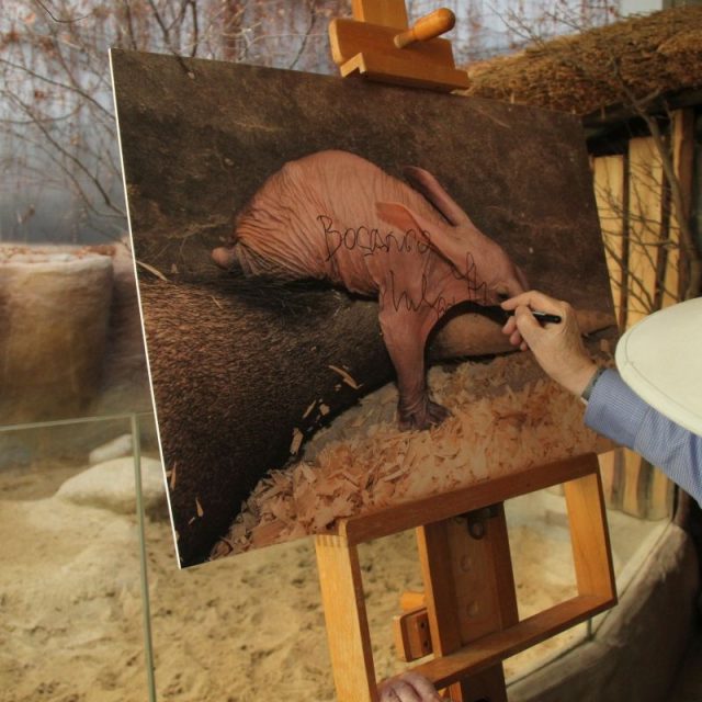 Malého hrabáče do opravdového zvířecího života vyprovodil cestovatel Miloslav Stingl | foto: Jakub Labský