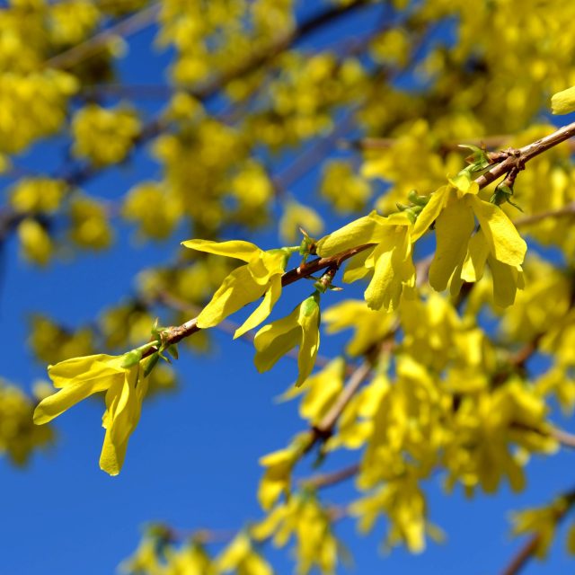 Zlatice  (Forsythia) | foto: Jolana Nováková,  Český rozhlas