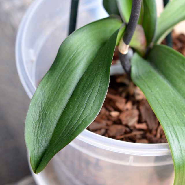 Gumovatění listů naznačuje,  že rostlina nemá dostatek vody nebo je napadená chorobou | foto: Jolana Nováková,  Český rozhlas