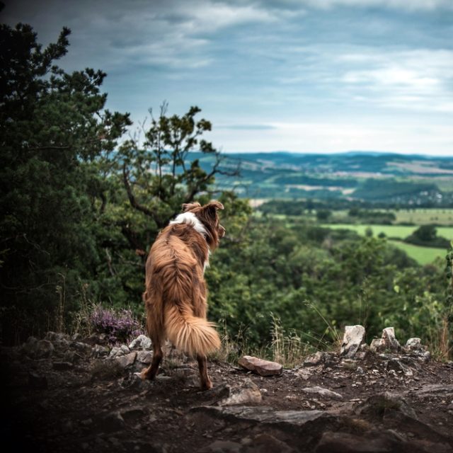 Toulat se se čtyřnohým přítelem má něco do sebe | foto: Shutterstock