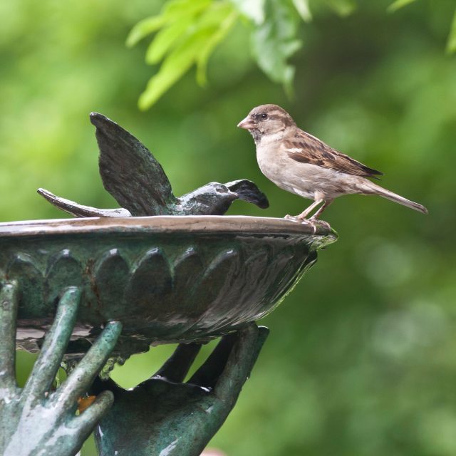 Vrabec pije z napajedla v parku | foto: Profimedia