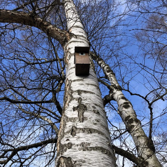 Jedna z nových ptačích budek v Chrudimi | foto: Josef Kopecký,  Český rozhlas