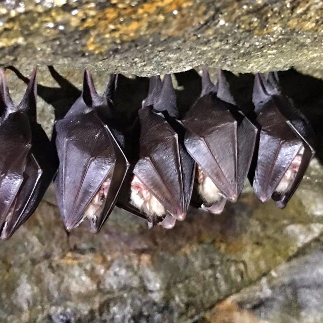 Pokud uvidíte spící netopýry,  rozhodně je nebuďte ani nezahřívejte | foto: Vladimír Lemberk