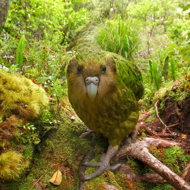 Kakapo | foto: Fotobanka Profimedia
